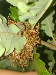 Andricus caputmedusae