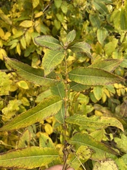 Salix triandra