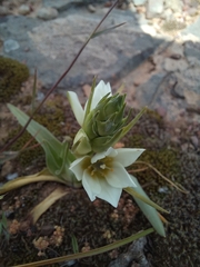 Ornithogalum