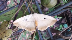Hypopyra vespertilio