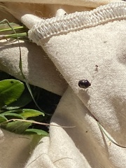 Pangaeus bilineatus