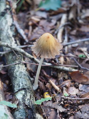 Coprinellus