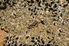 Pachygrapsus socius