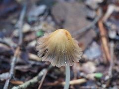 Coprinellus
