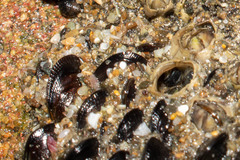 Mytilidae