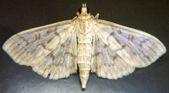 Herpetogramma aquilonalis