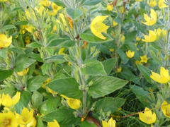 Lysimachia punctata