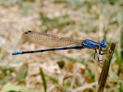 Argia nahuana