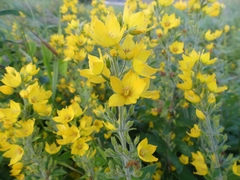 Lysimachia punctata