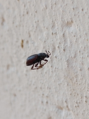 Otiorhynchus rugosostriatus