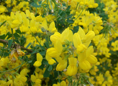 Coronilla valentina glauca