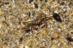 Pachygrapsus socius
