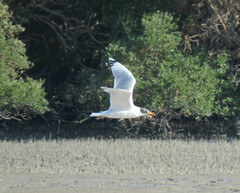 Ichthyaetus ichthyaetus