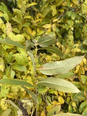 Salix triandra