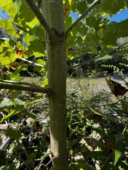 Platanus occidentalis