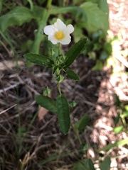 Sida rhombifolia