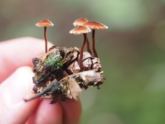 Auriscalpium vulgare