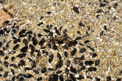 Mytilidae
