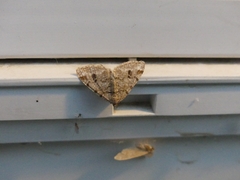 Macaria pinistrobata