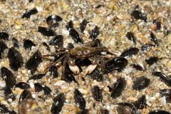 Pachygrapsus socius