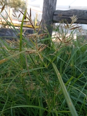 Cyperus rotundus
