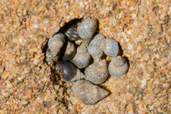 Echinolittorina aspera