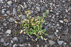 Cerastium beeringianum