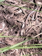 Coluber constrictor priapus