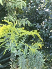 Solidago odora