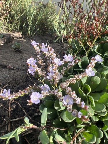 iNaturalist observation photo of European sea lavender