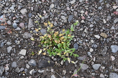 Cerastium beeringianum