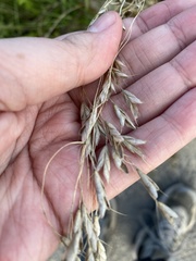 Bromus squarrosus