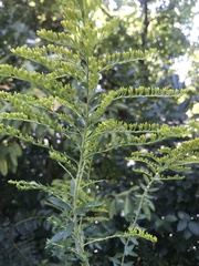 Solidago odora