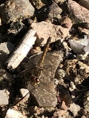 Sympetrum danae