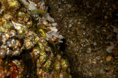 Anthopleura