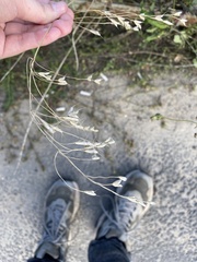 Bromus squarrosus