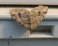 Macaria pinistrobata