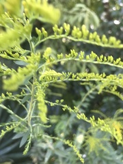 Solidago odora