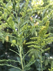 Solidago odora