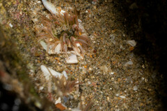 Anthopleura