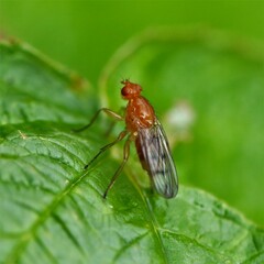Sciomyzoidea