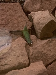 Selasphorus platycercus