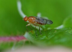 Sciomyzoidea