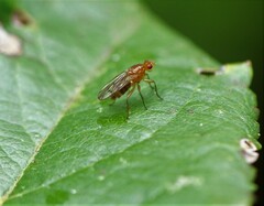 Sciomyzoidea