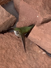 Selasphorus platycercus