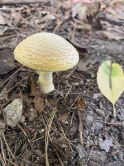 Amanita persicina