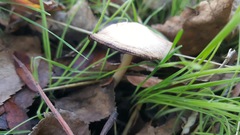 Psathyrella longipes