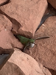 Selasphorus platycercus