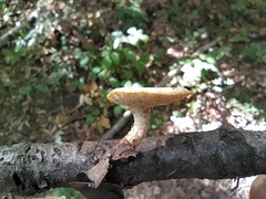 Polyporus tuberaster