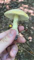 Amanita persicina